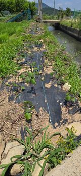 팜모닝 고구마·영농일지 게시글 이미지