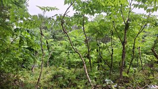 수기님의 두릅 · 영농일지 작성글 사진