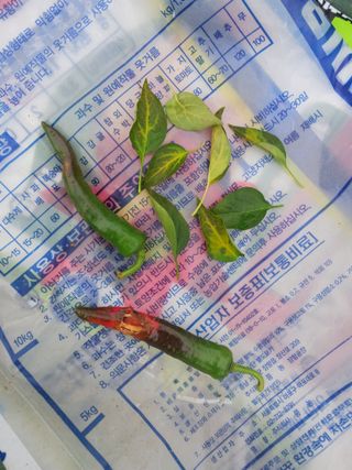 곱슬이네님의 기타작물 · 영농일지 작성글 사진