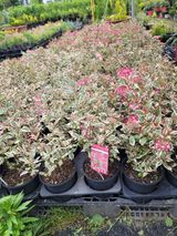 팜모닝 기타작물·영농일지 게시글 이미지