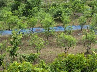 공주유구 구계박만호님의 기타작물 · 영농일지 작성글 사진