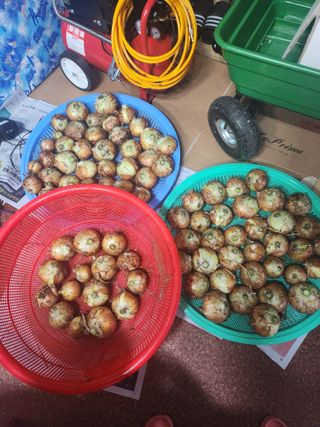 김주해님의 양파 · 영농일지 작성글 사진