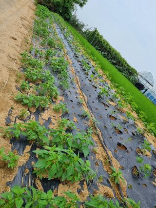 곰새끼님의 벼 · 영농일지 작성글 사진