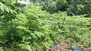 수기님의 두릅 · 영농일지 작성글 사진