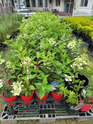 이선미님의 기타작물 · 영농일지 작성글 사진