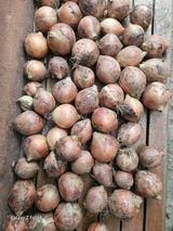 팜모닝 기타작물·영농일지 게시글 이미지