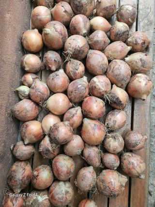 세민님의 기타작물 · 영농일지 작성글 사진