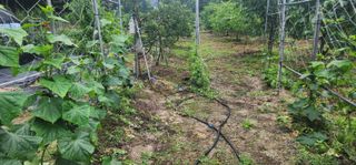 체리농원님의 양배추 · 영농일지 작성글 사진