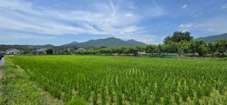 박성준님의 벼 · 영농일지 작성글 사진