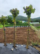 팜모닝 상추·영농일지 게시글 이미지