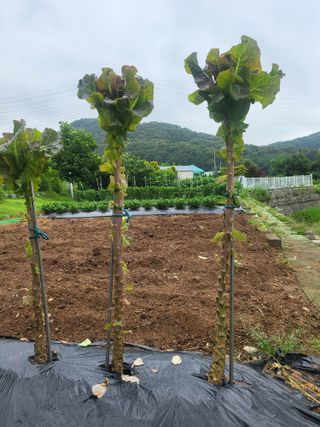 늘찬님의 상추 · 영농일지 작성글 사진