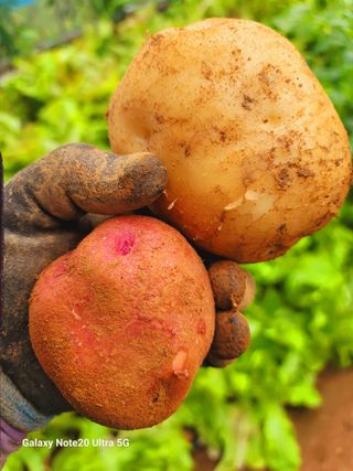 강산애님의 감자 · 영농일지 작성글 사진