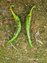 팜모닝 고추·영농일지 게시글 이미지