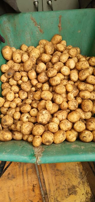 김성태님의 감자 · 영농일지 작성글 사진