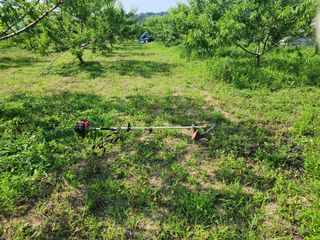 박병한님의 복숭아 · 영농일지 작성글 사진