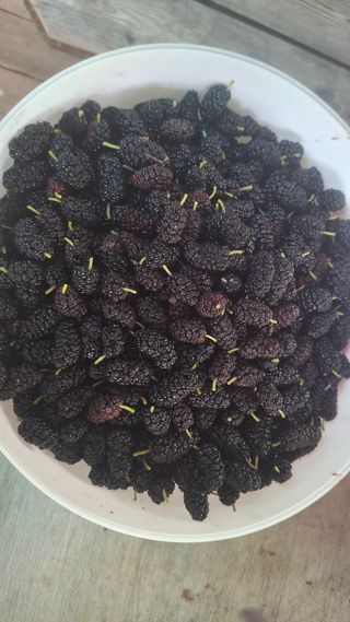 꽃님님의 기타작물 · 영농일지 작성글 사진