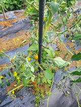 팜모닝 기타작물·영농일지 게시글 이미지