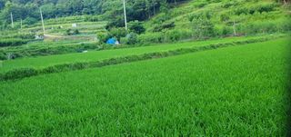 반성식님의 기타작물 · 영농일지 작성글 사진