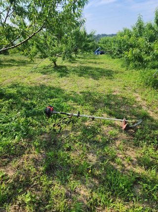 박병한님의 복숭아 · 영농일지 작성글 사진