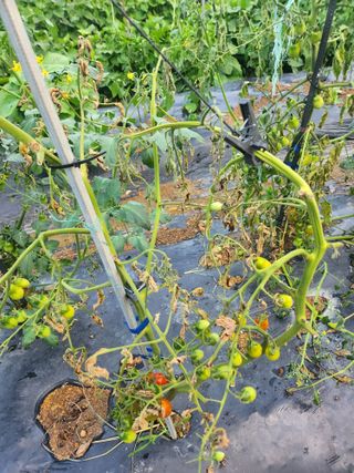 감자19763님의 기타작물 · 영농일지 작성글 사진