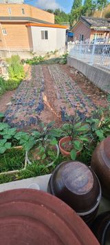 팜모닝 기타작물·영농일지 게시글 이미지