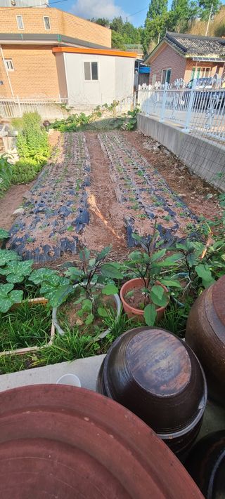 조희경님의 기타작물 · 영농일지 작성글 사진
