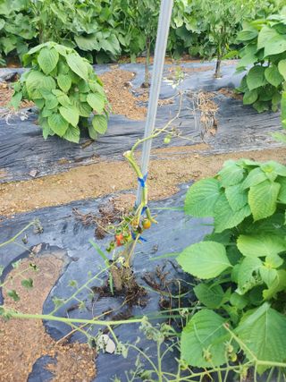 감자19763님의 기타작물 · 영농일지 작성글 사진