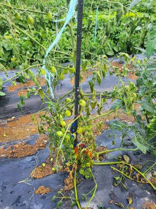 감자19763님의 기타작물 · 영농일지 작성글 사진