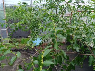 오름머리님의 기타작물 · 영농일지 작성글 사진