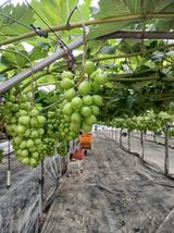 팜모닝 기타작물·영농일지 게시글 이미지