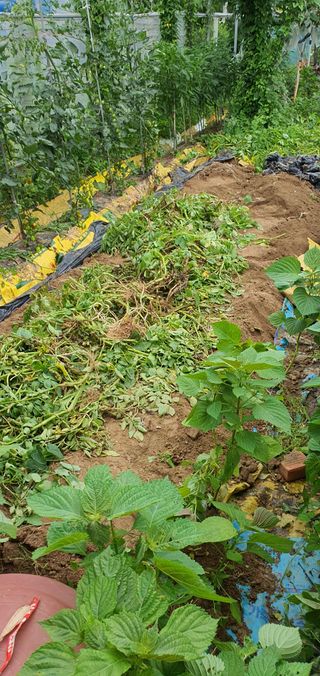 김성태님의 감자 · 영농일지 작성글 사진