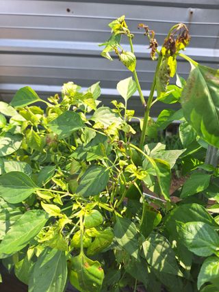 우대영님의 고추 · 영농일지 작성글 사진