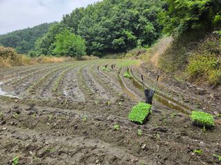 윤자용11대임후회장님의 들깨 · 영농일지 작성글 사진