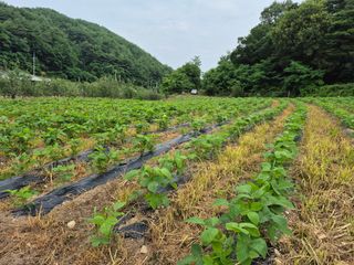 임동현(자연은나의재님의 기타작물 · 영농일지 작성글 사진