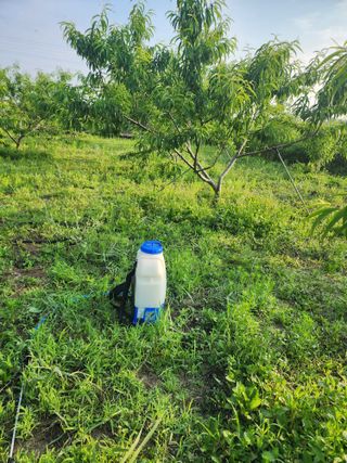 박병한님의 복숭아 · 영농일지 작성글 사진