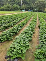 팜모닝 기타작물·영농일지 게시글 이미지