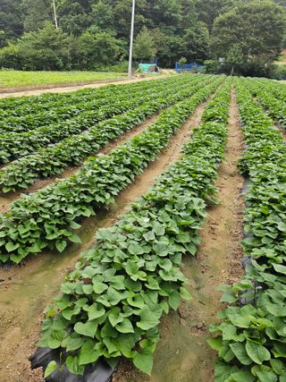 노성길님의 기타작물 · 영농일지 작성글 사진