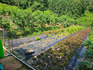 장흥식님의 복숭아 · 영농일지 작성글 사진