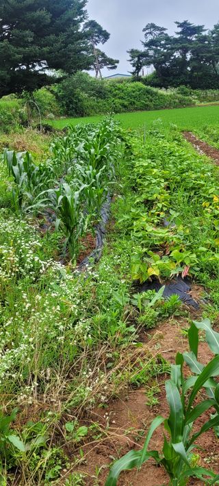 한성님의 감자 · 영농일지 작성글 사진