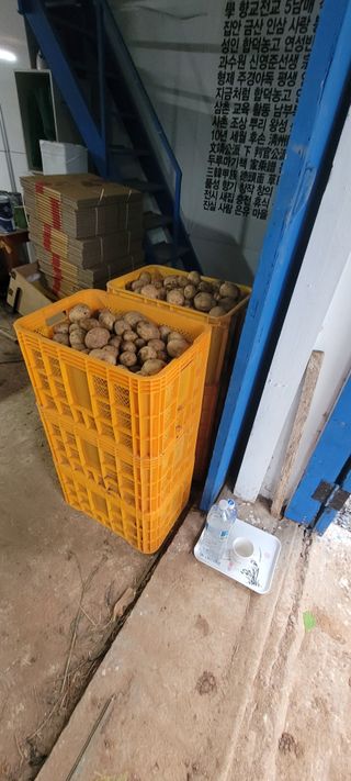 한성님의 감자 · 영농일지 작성글 사진