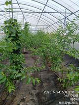 팜모닝 기타작물·영농일지 게시글 이미지