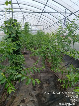 오름머리님의 기타작물 · 영농일지 작성글 사진