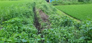 반성식님의 기타작물 · 영농일지 작성글 사진