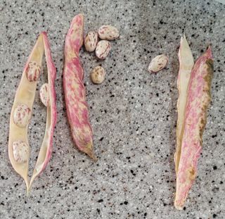 한성님의 감자 · 영농일지 작성글 사진