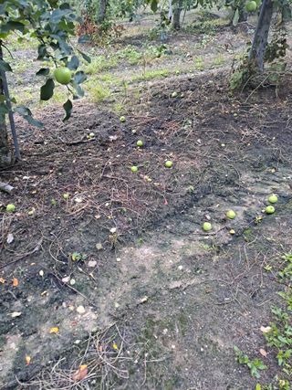 능금아저씨님의 사과 · 영농일지 작성글 사진