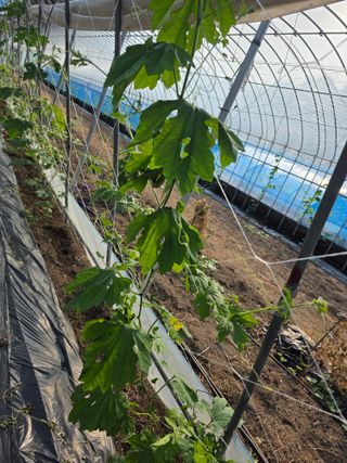 공주유구 구계박만호님의 기타작물 · 영농일지 작성글 사진