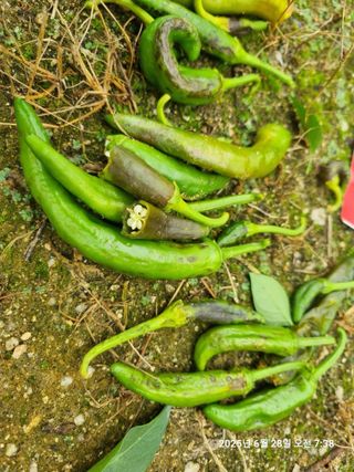 윤진명님의 고추 · 영농일지 작성글 사진