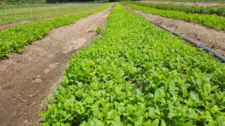 조병대님의 기타작물 · 영농일지 작성글 사진