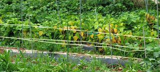 한성님의 감자 · 영농일지 작성글 사진