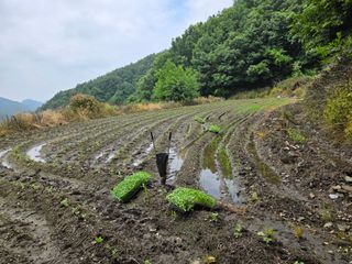 윤자용11대임후회장님의 들깨 · 영농일지 작성글 사진